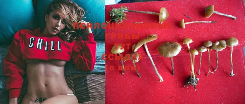 Галлюциногенные грибы Psilocybe  OMG ССЫЛКА  Тарко-Сале  где можно купить  